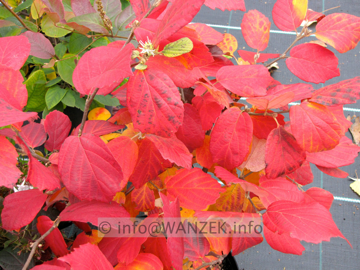 Fothergilla gardenii - komplett rot.JPG